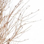 frozen hydrangea - photo by: ryan sterritt
