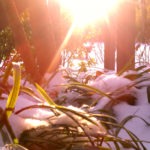 sunshine - photo by: ryan sterritt