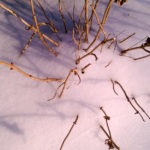 frozen hydrangea - photo by: ryan sterritt