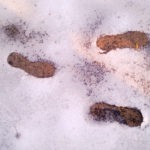 frozen steps - photo by: ryan sterritt