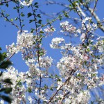 spring blooms - photo by: ryan sterritt