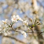 cherry blossoms - photo by: ryan sterritt