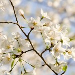 cherry blooms - photo by: ryan sterritt
