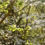 spring leaves - photo by: ryan sterritt