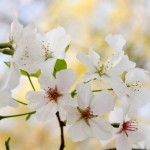 cherry blossom petals - photo by: ryan sterritt