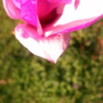 japanese magnolia bloom - photo by: ryan sterritt