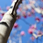 magnolia bark - photo by: ryan sterritt
