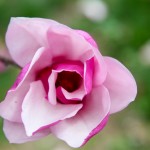 japanese magnolia bloom - photo by: ryan sterritt