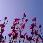 top of japanese magnolia tree - photo by: ryan sterritt