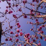 japanese magnolia tree - photo by: ryan sterritt