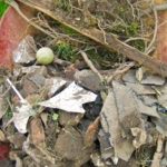 trash found in yard - photo by: ryan sterritt