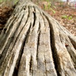 tugaloodriftwood