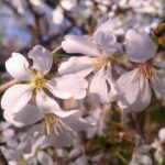 weeping cherry bloom - photo by: ryan sterritt