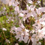 weeping blooms - photo by: ryan sterritt