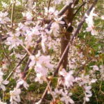 weeping cherry - photo by: ryan sterritt