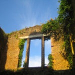 vine covered window - photo by: ryan sterritt