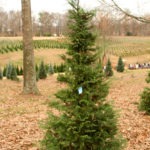 the sterritt family christmas tree - photo by: ryan sterritt
